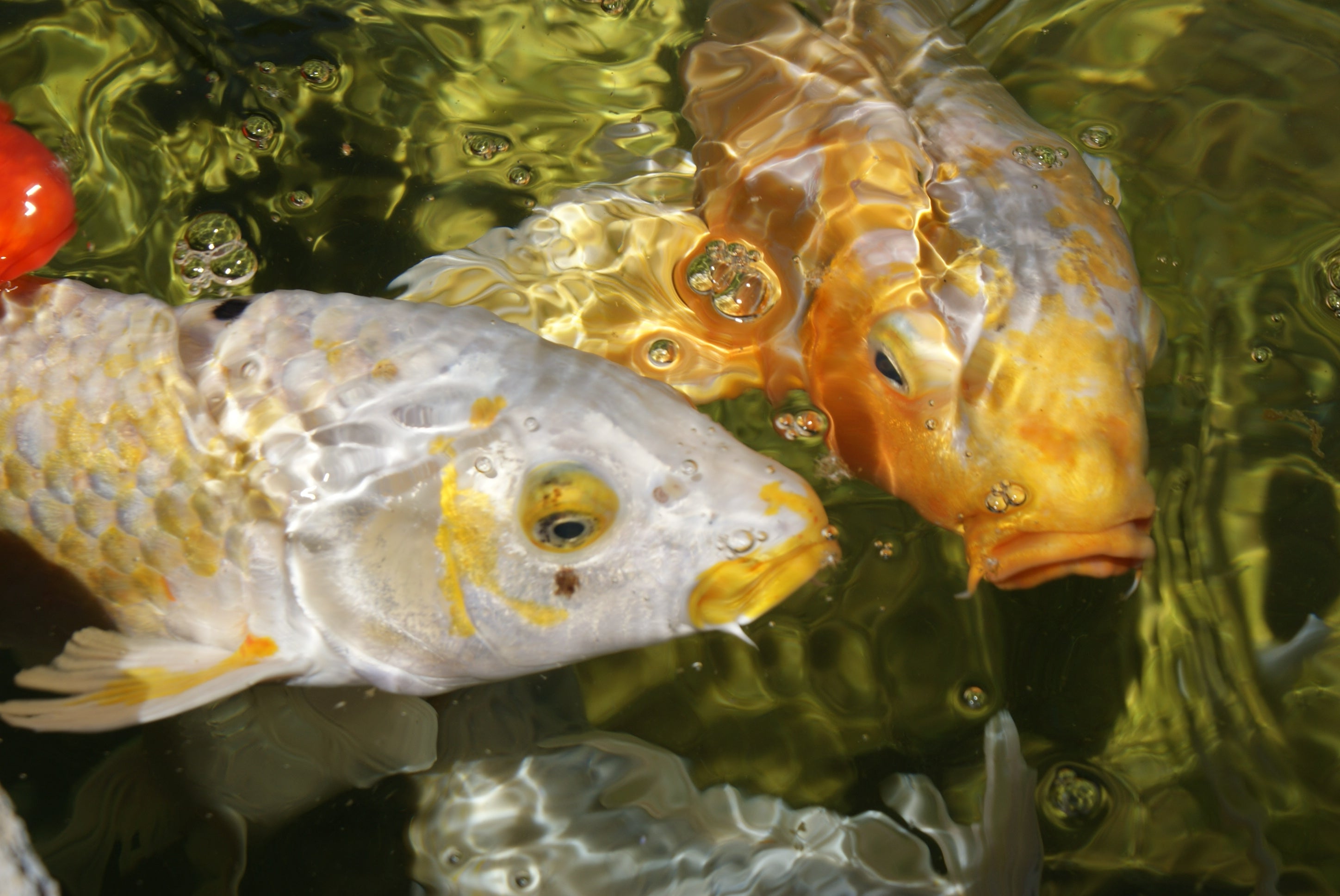 How to Care for Pond Fish in Winter