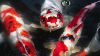 4 Steps in Maintaining Your Koi Fish Pond During Freezing Weather