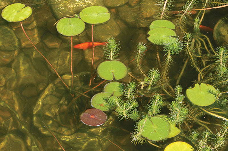 How Do I Control Algae During the Summer?