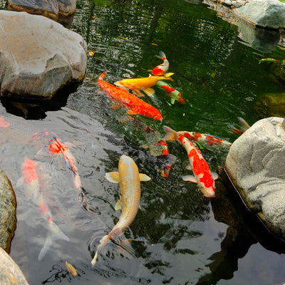 Top 5 Fish to Keep in Your Backyard Pond