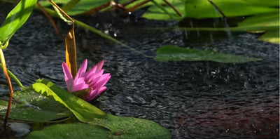 How to Pick the Best Aquatic Plants for Your Pond