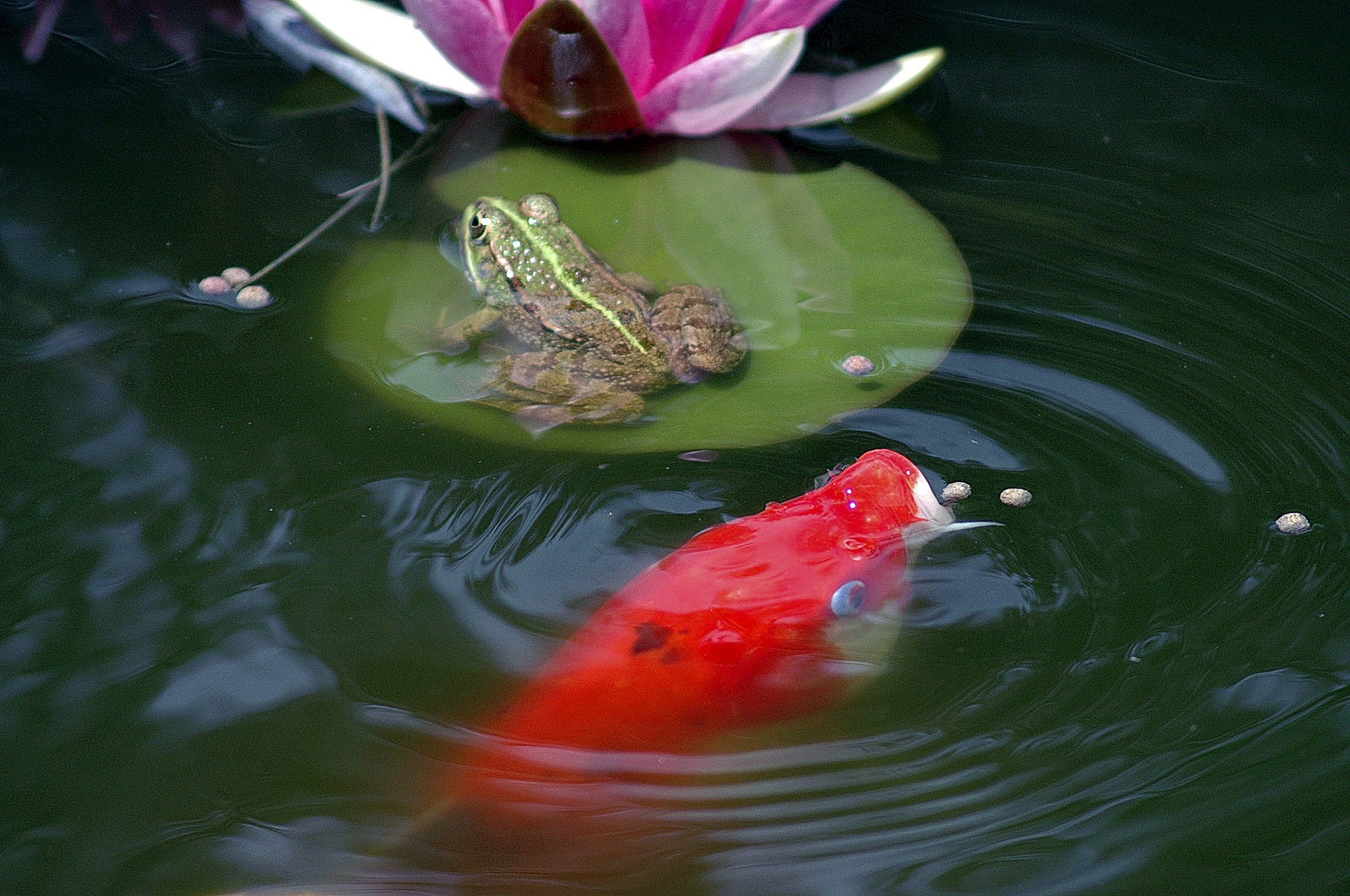 What Is Your Fish Eating?