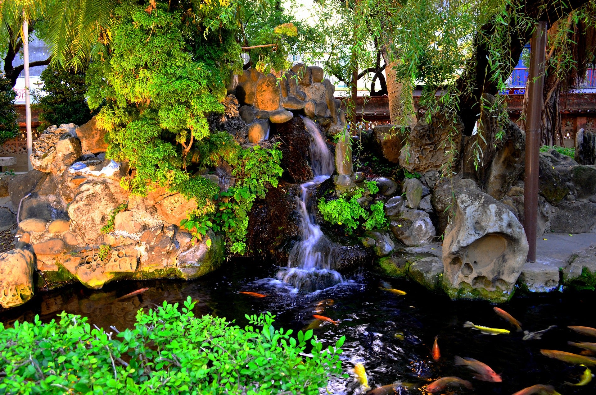 5 Things to Consider When Adding Fish to Your Pond