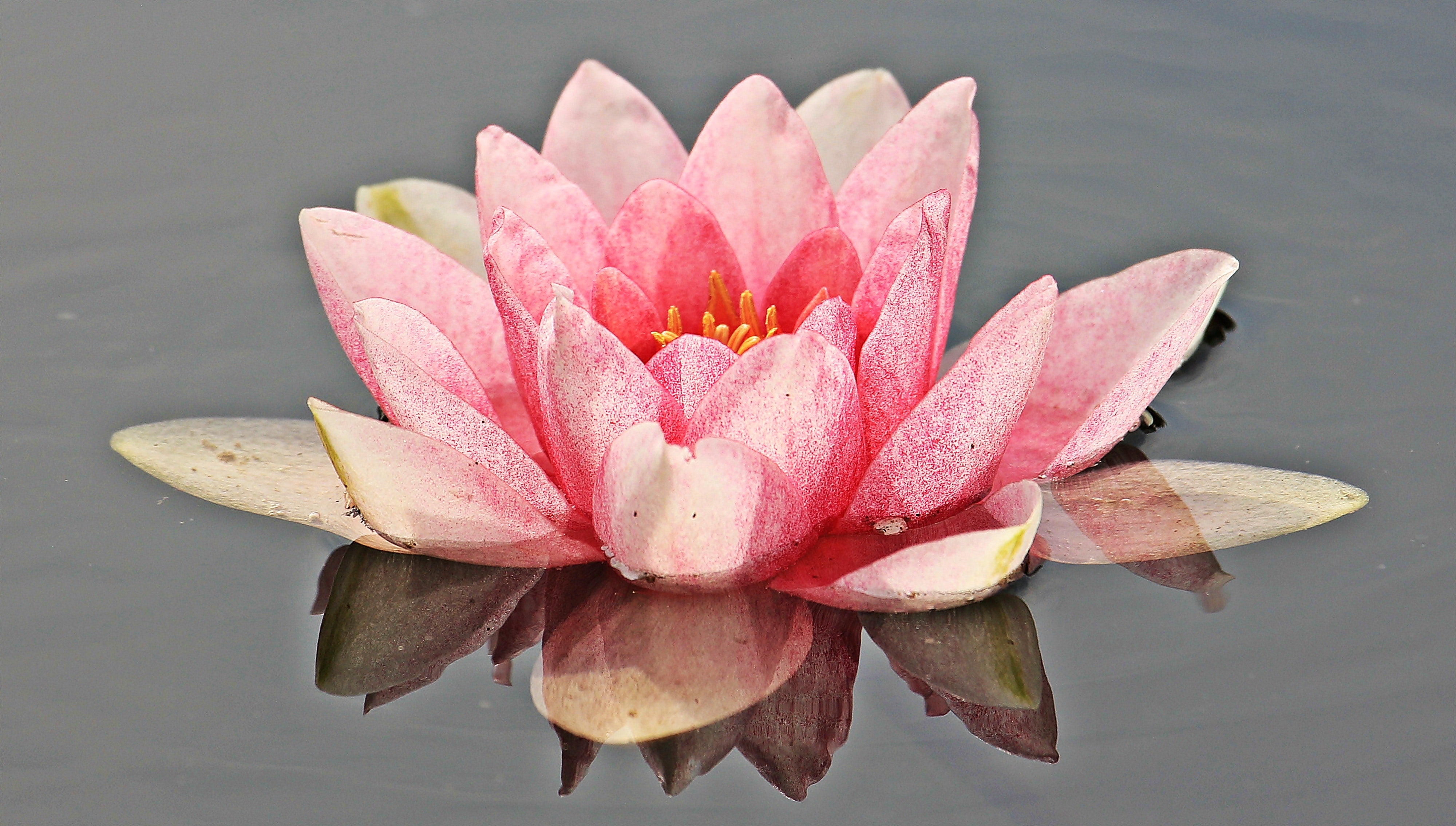 What to Do with Your Pond Plants in Winter