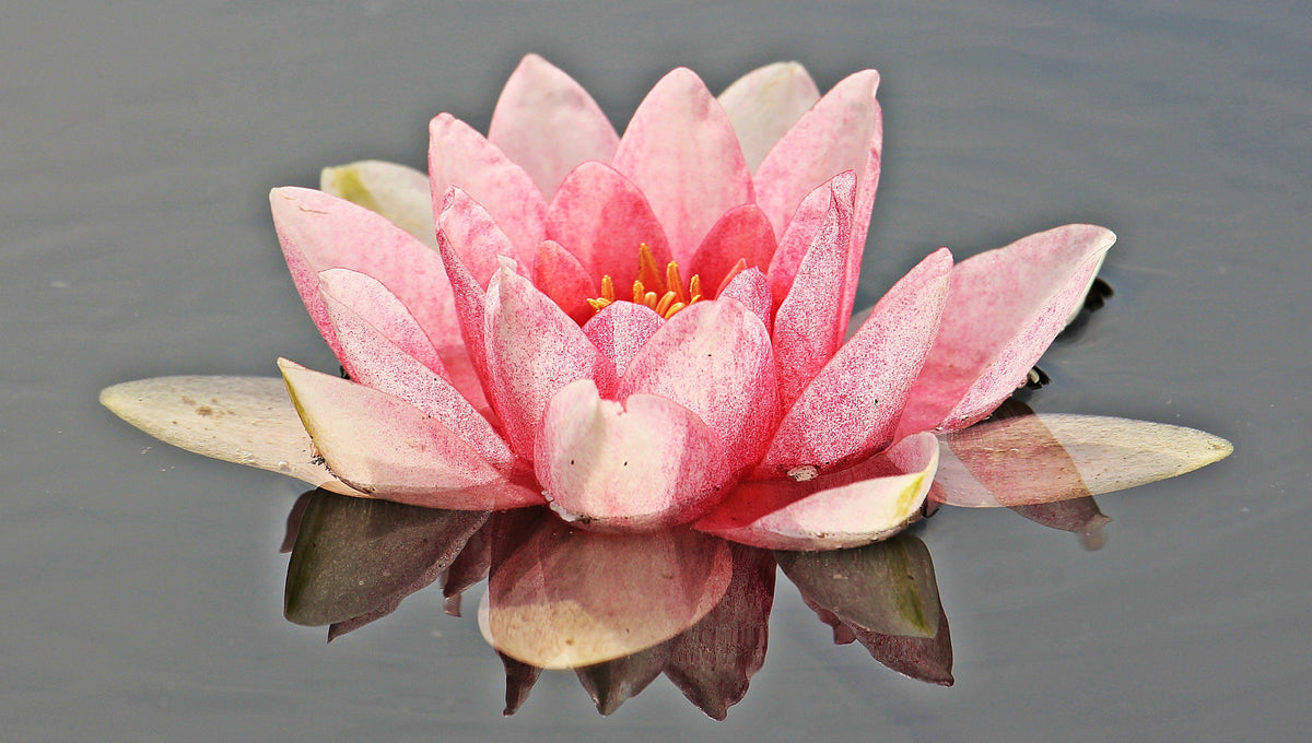 What to Do with Your Pond Plants in Winter