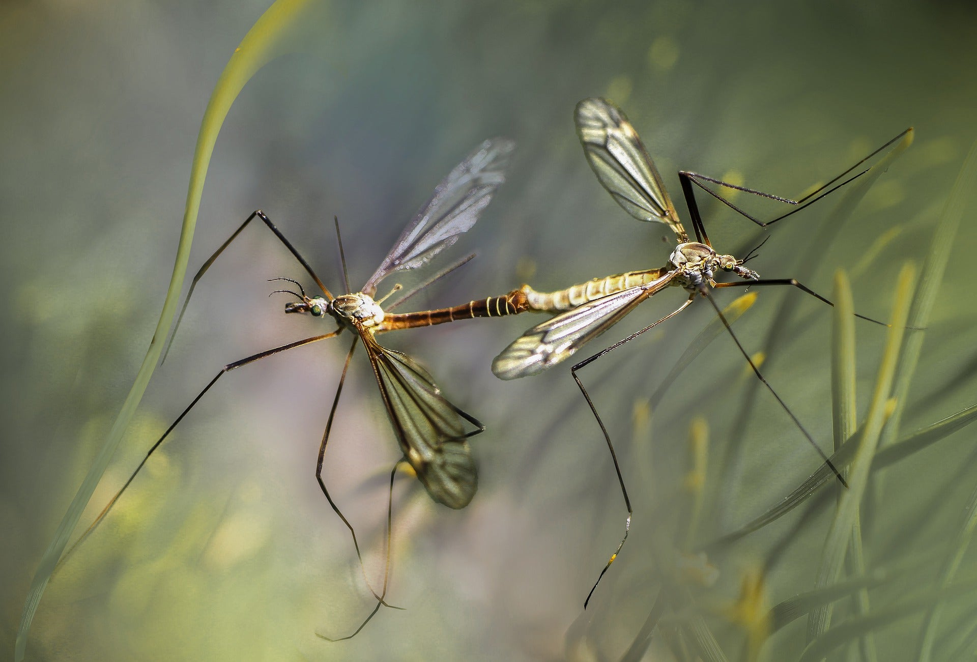 Guide for Controlling the Mosquito Population of a Pond