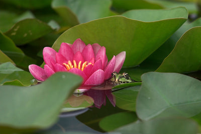 What Role Do Plants Play in A Healthy Pond Ecosystem?