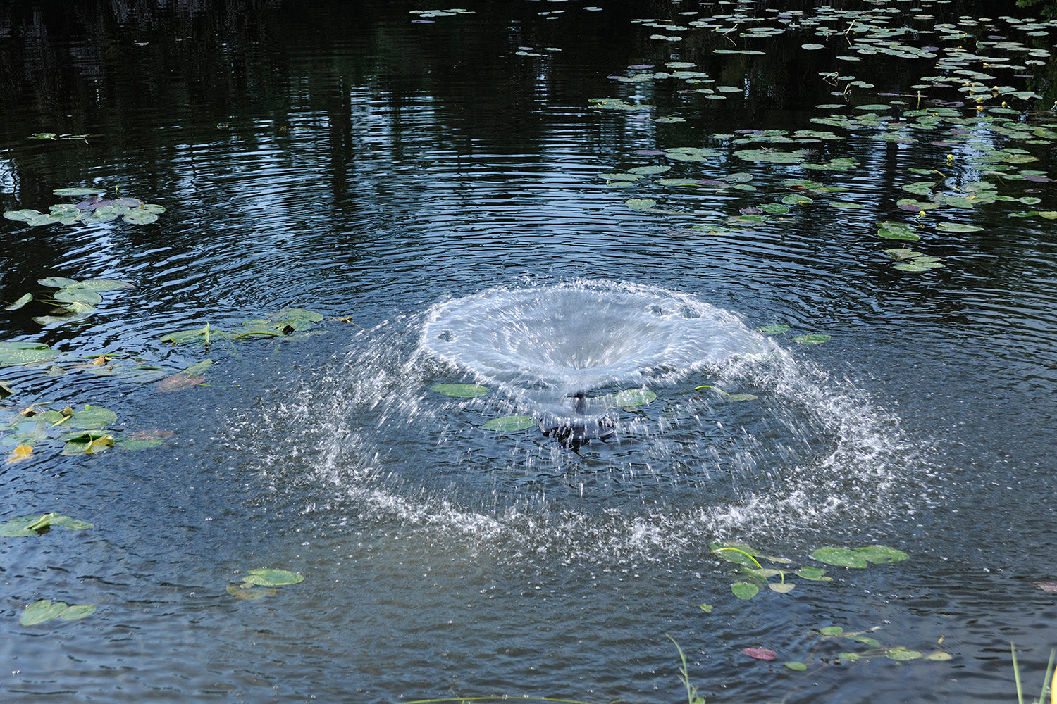 How to Treat Algae in Your Pond