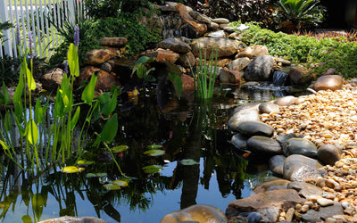 5 Tips for Your Pond in Spring