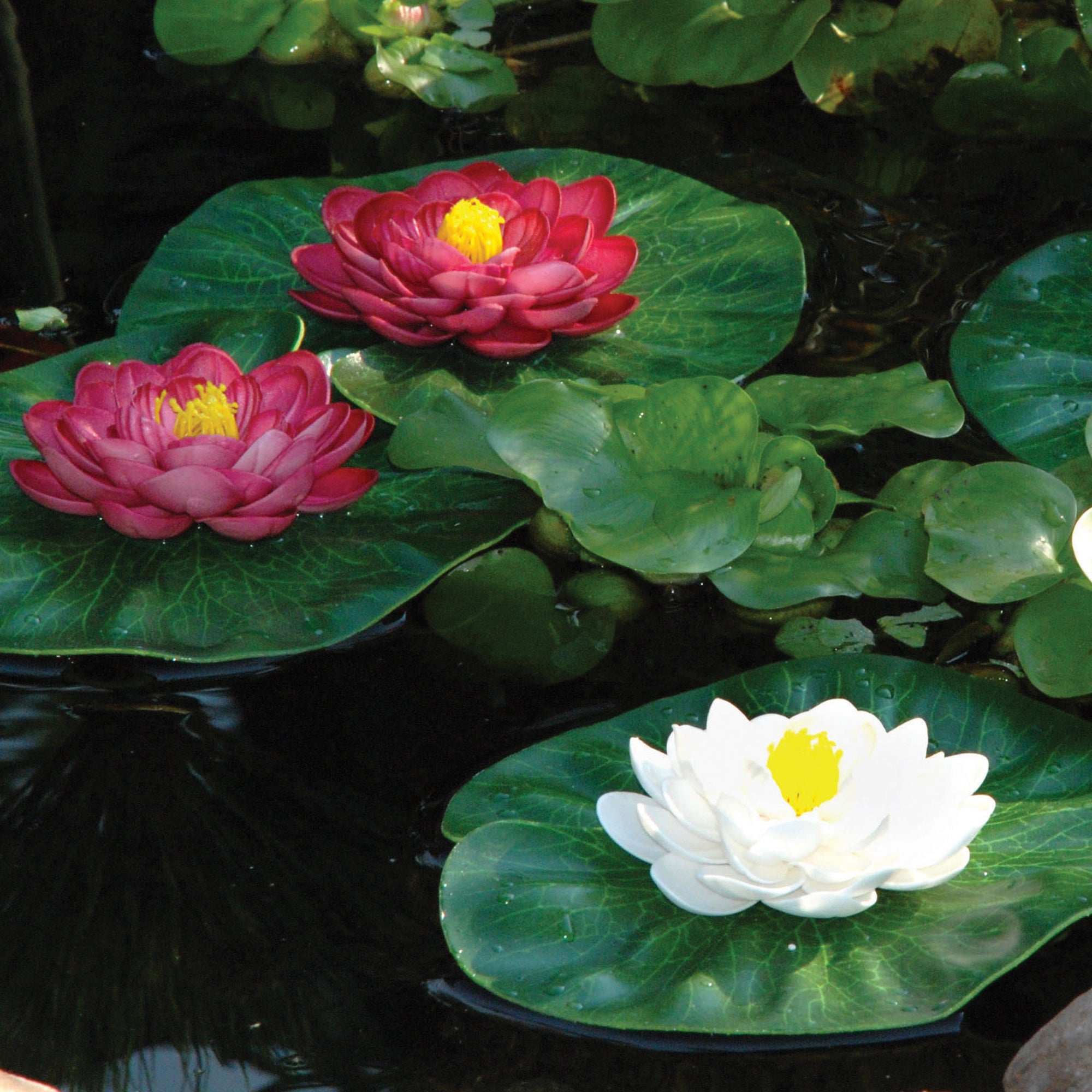 Floating Lily Pad Variety Pack In Use