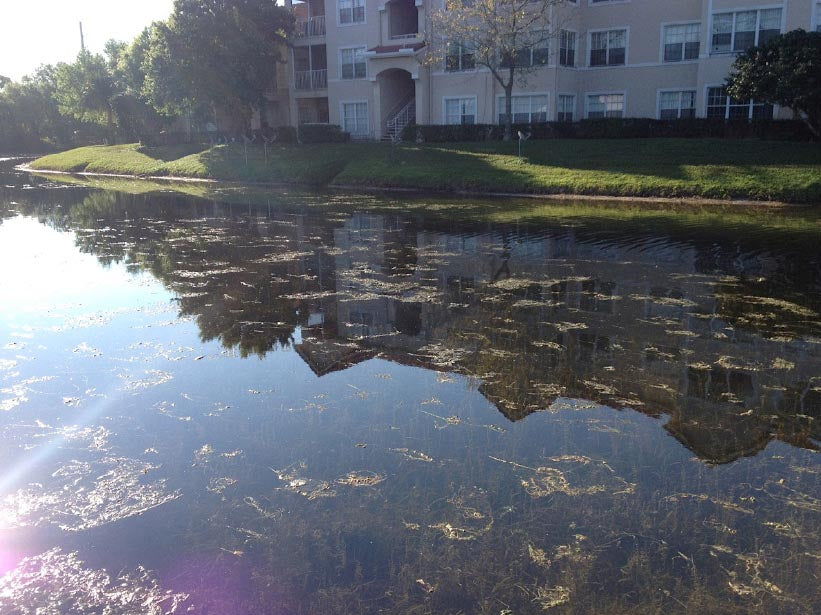 When Is Algae Bad for My Lake’s Ecosystem?