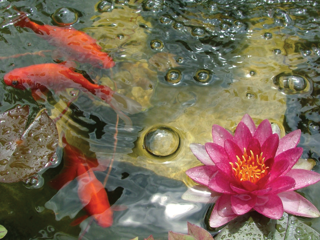 Murky Pond Water? Clear It Up!