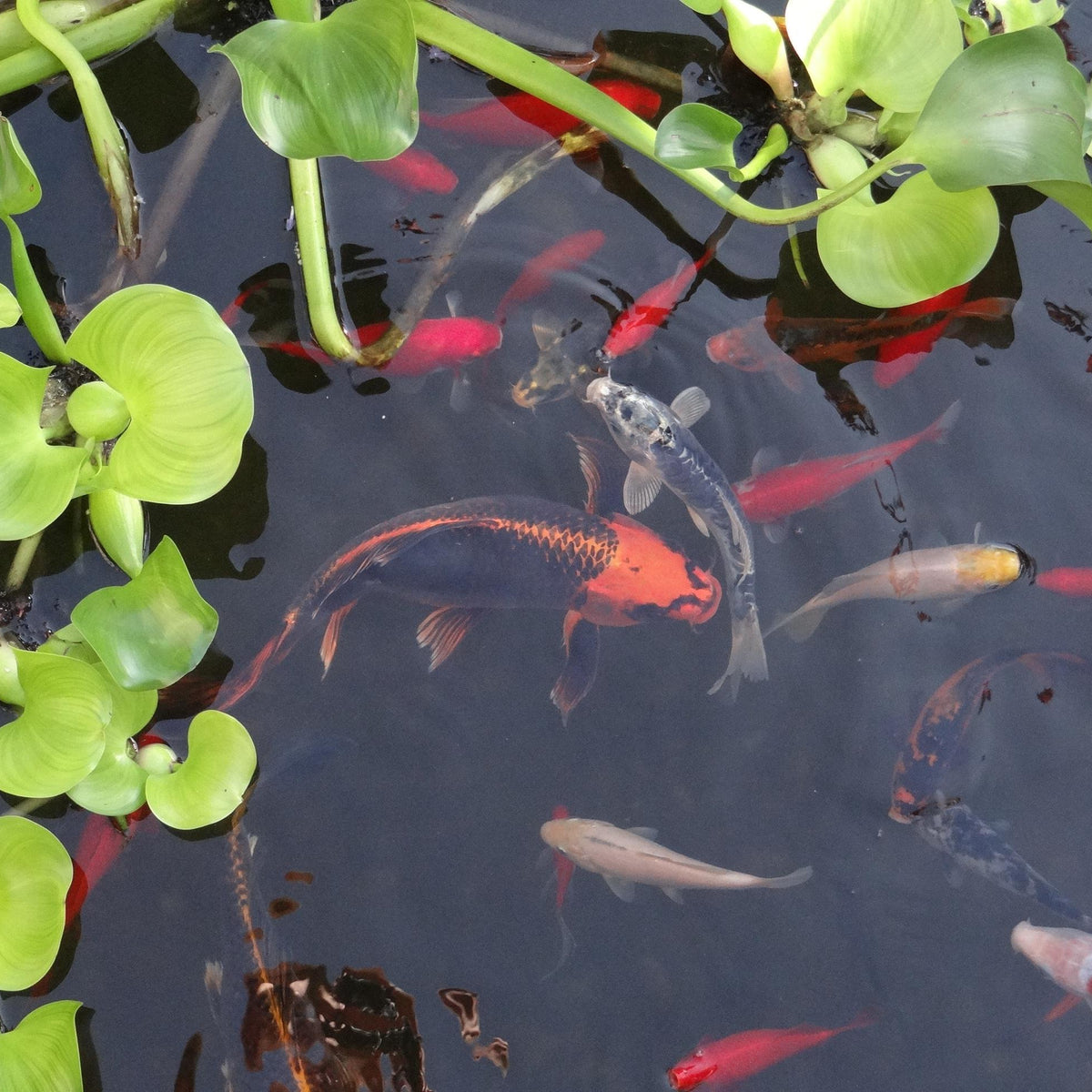 Koi Pond Vs Aquarium Temperature Guide: Ultimate Care Tips Revealed