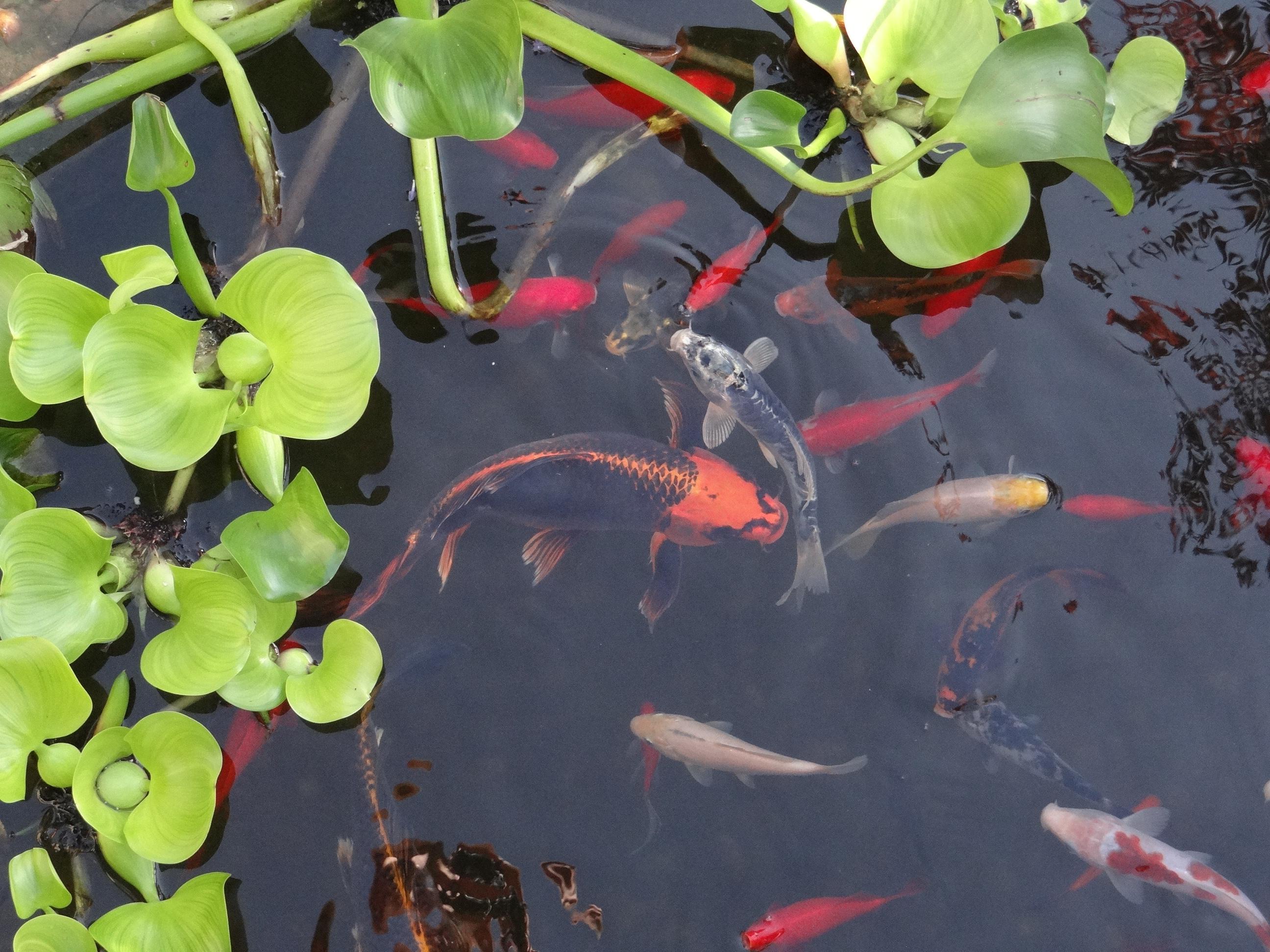 Fish Feeding Guide as Temperatures Increase