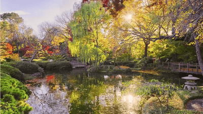 3 Ways Leaves Can Damage Your Pond This Fall