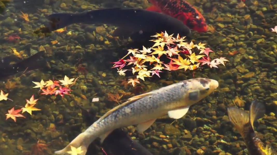 Feeding Your Fish as Temperatures Decline