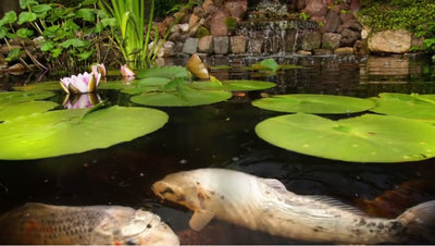 How to Safely Use Water Treatments in a Fish Pond