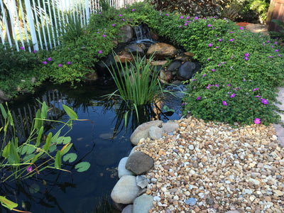 7 Things You Need Before Building a Pond
