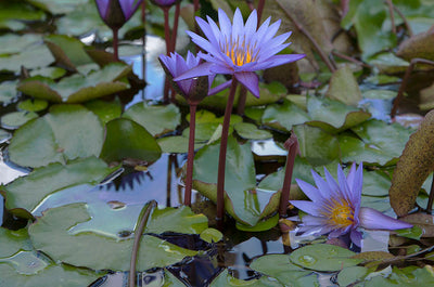 Pros and Cons of the Best Pond Plants