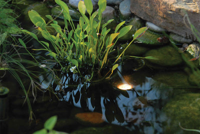 Illuminate Your Water Feature in the Evening