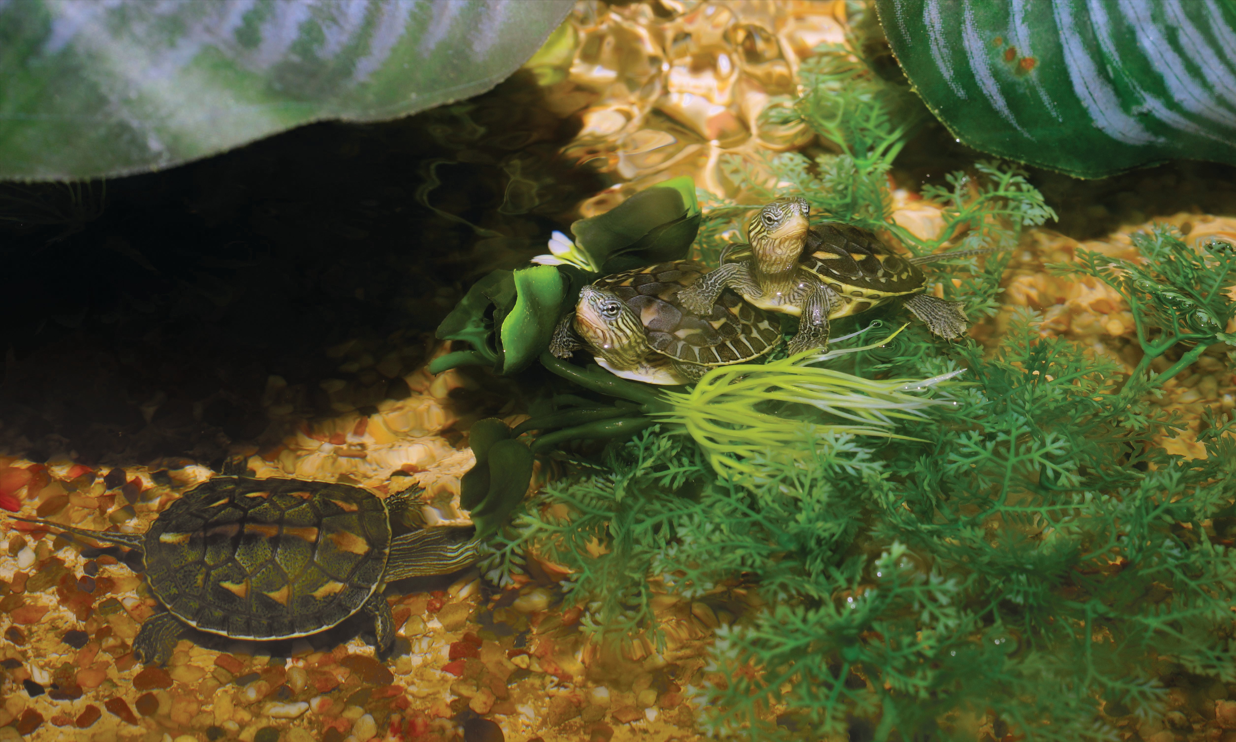 Pros and Cons of Backyard Ponds
