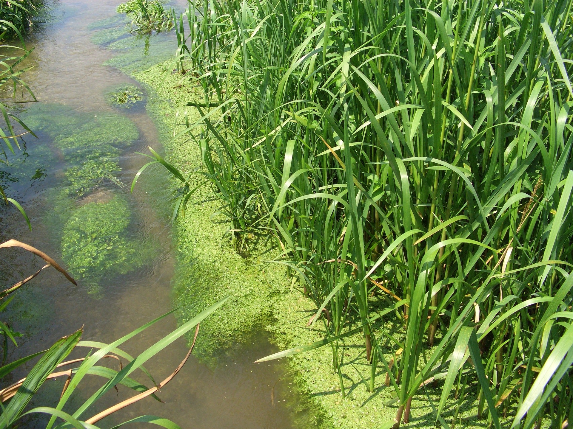 Dealing with Algae