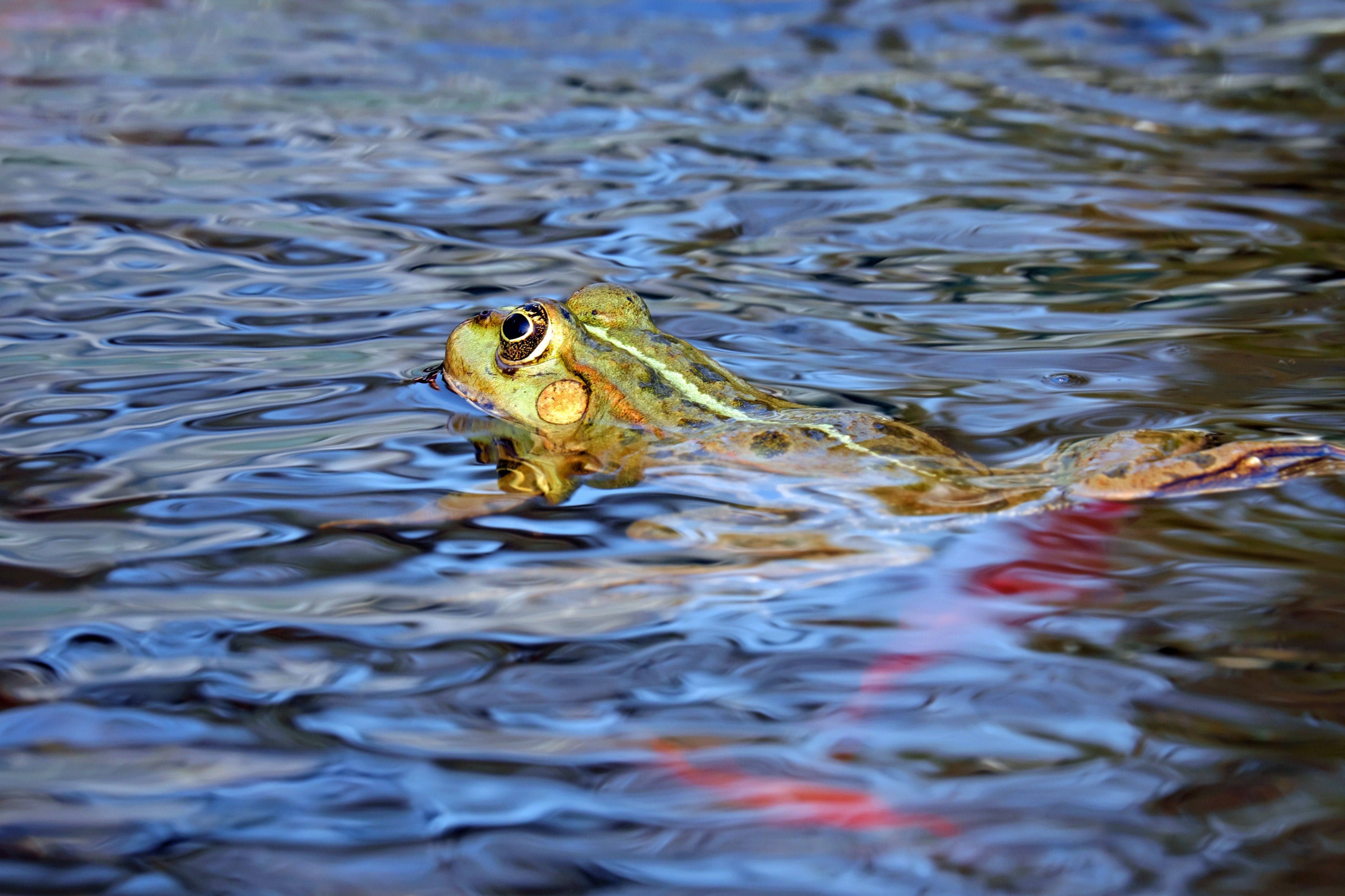Keep Pond Water Clear Before Green Water Strikes