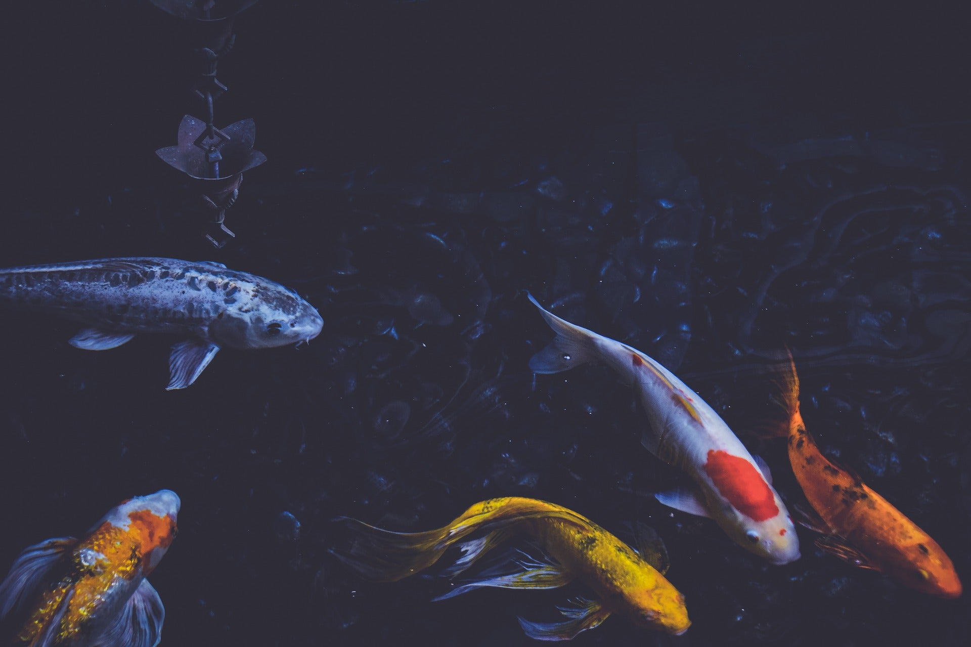 Make Sure Your Fish Are Healthy and Happy