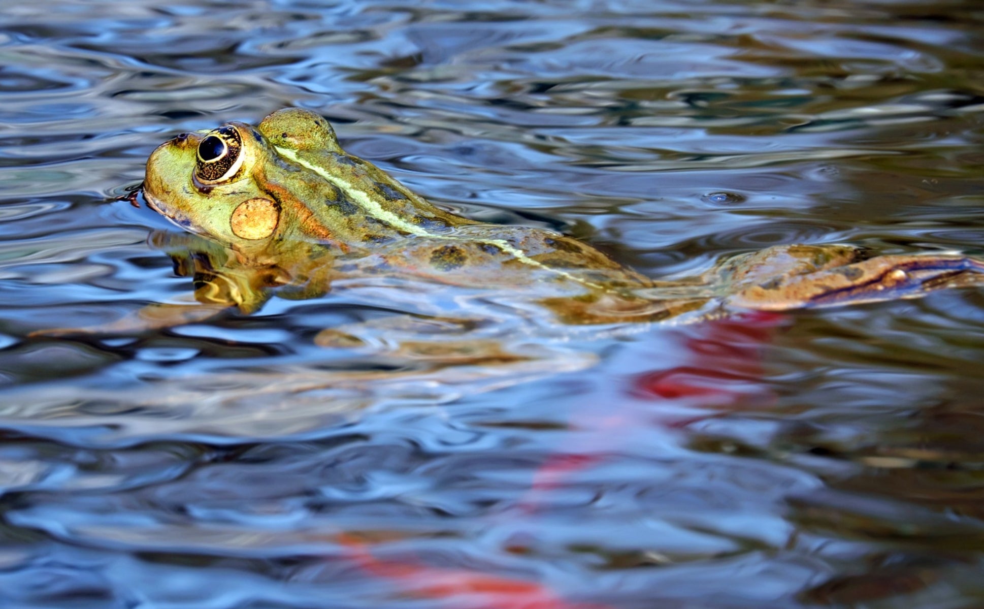 Combat Droughts with Ponds and Water Features