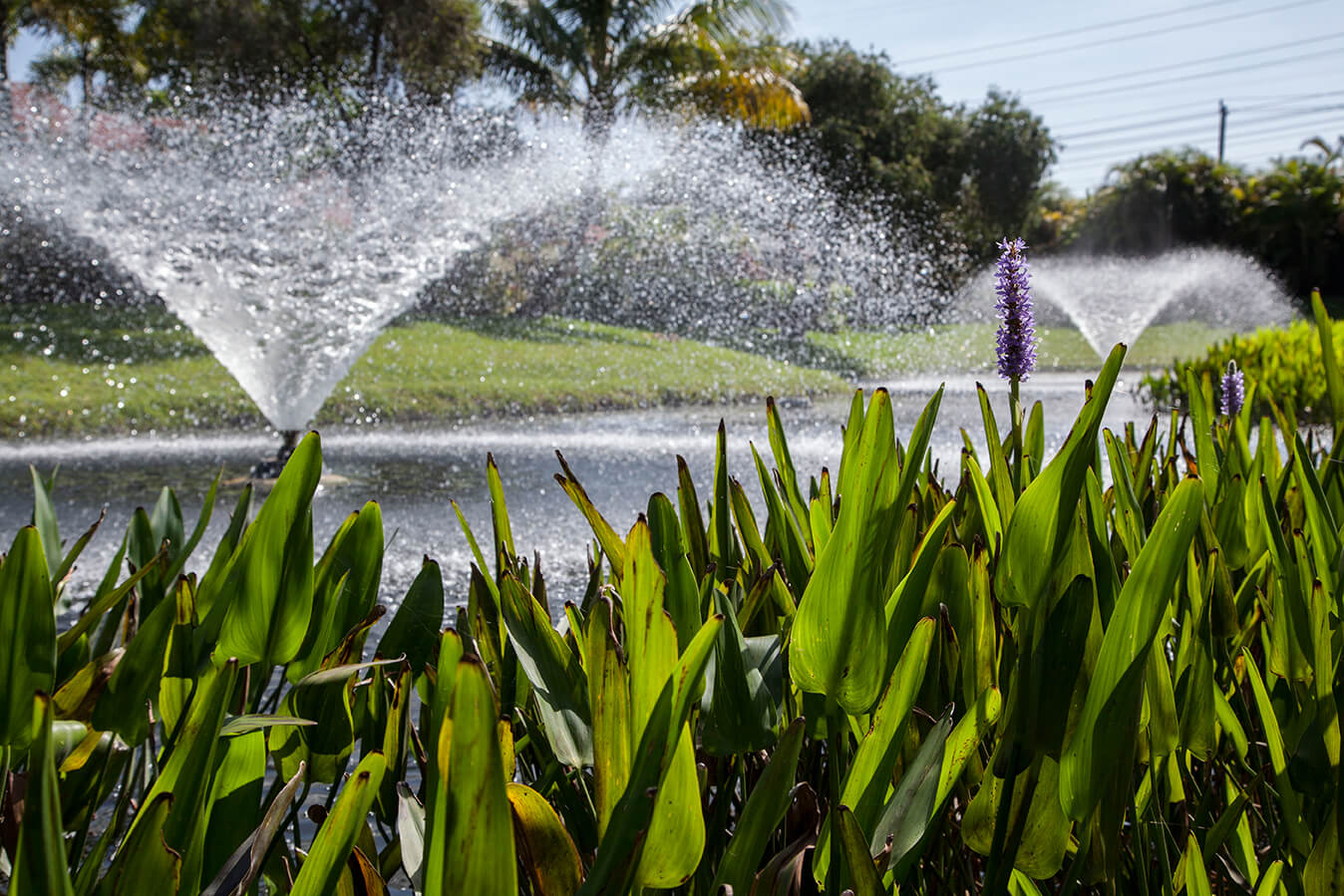 6 Things You Need to Know About Mosquitoes and Lake Management