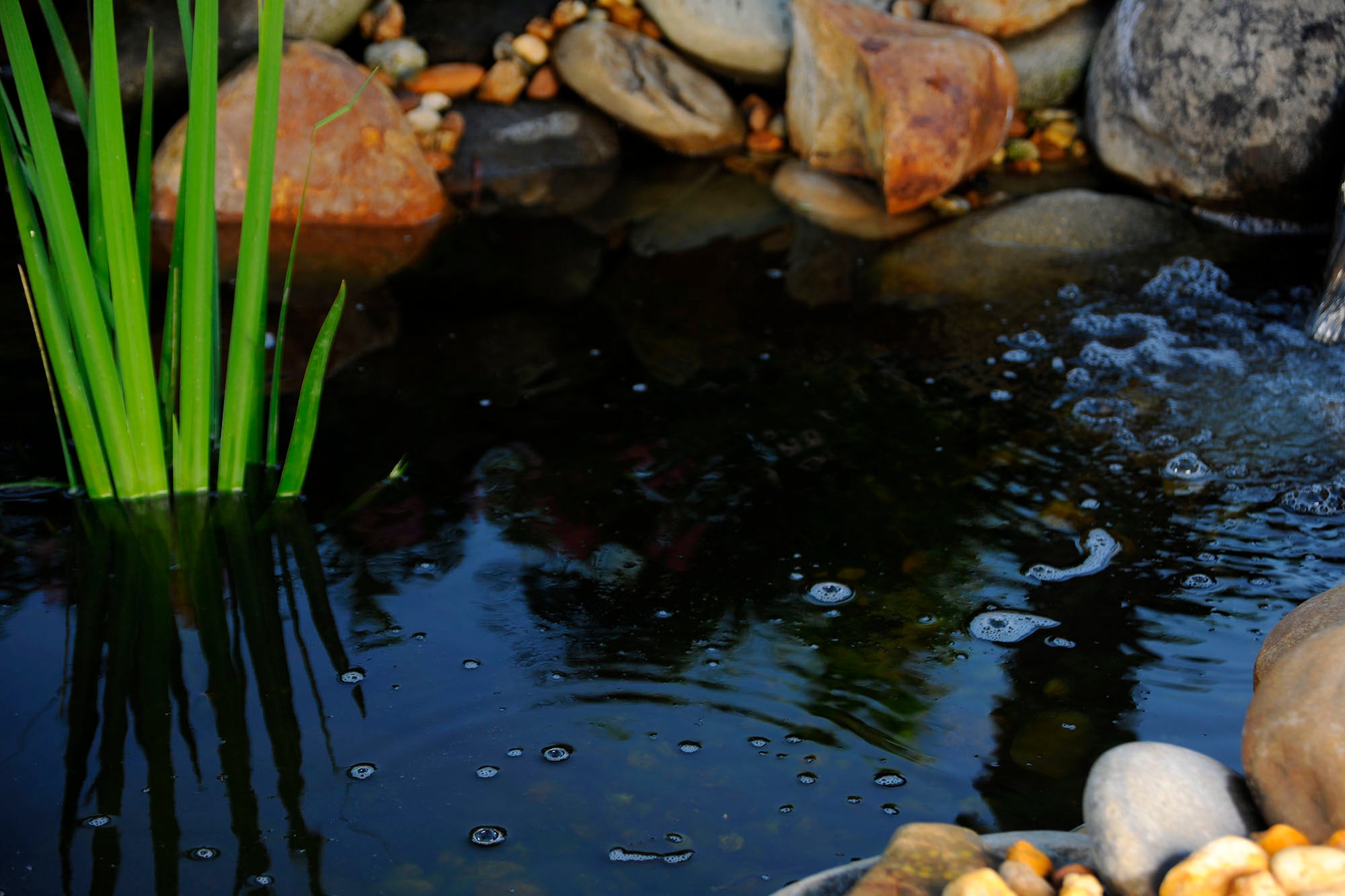 Should You Use Beneficial Bacteria, UV Technology, or Algaecide to Treat Green Water?