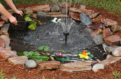 Choosing the Right Aquatic Plants for Your Backyard Pond