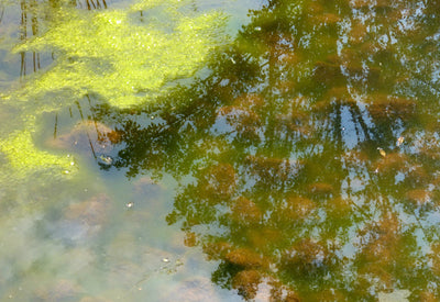 Preventing Toxic Gases in Your Pond