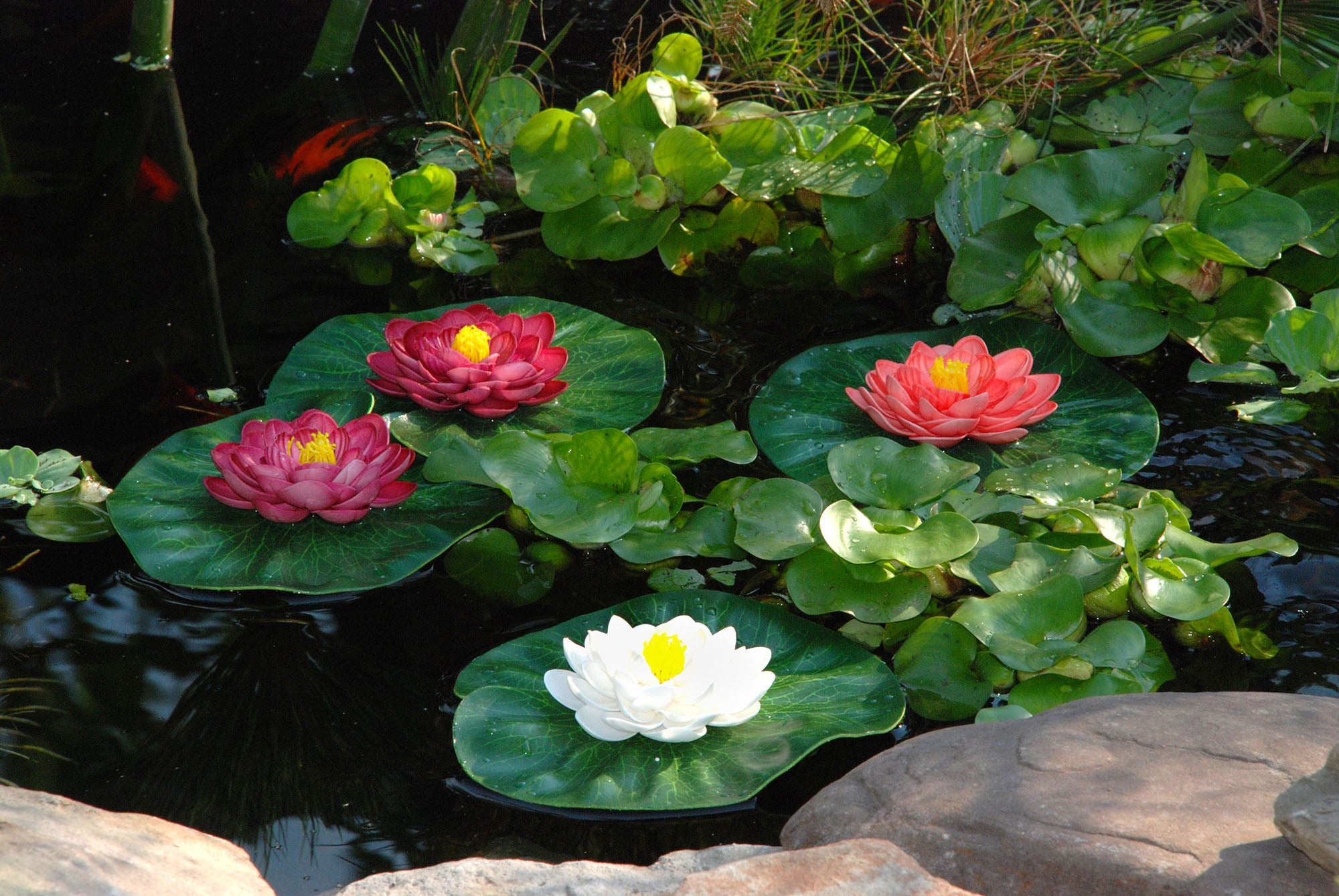 Aquatic Plant Décor for Your Pond