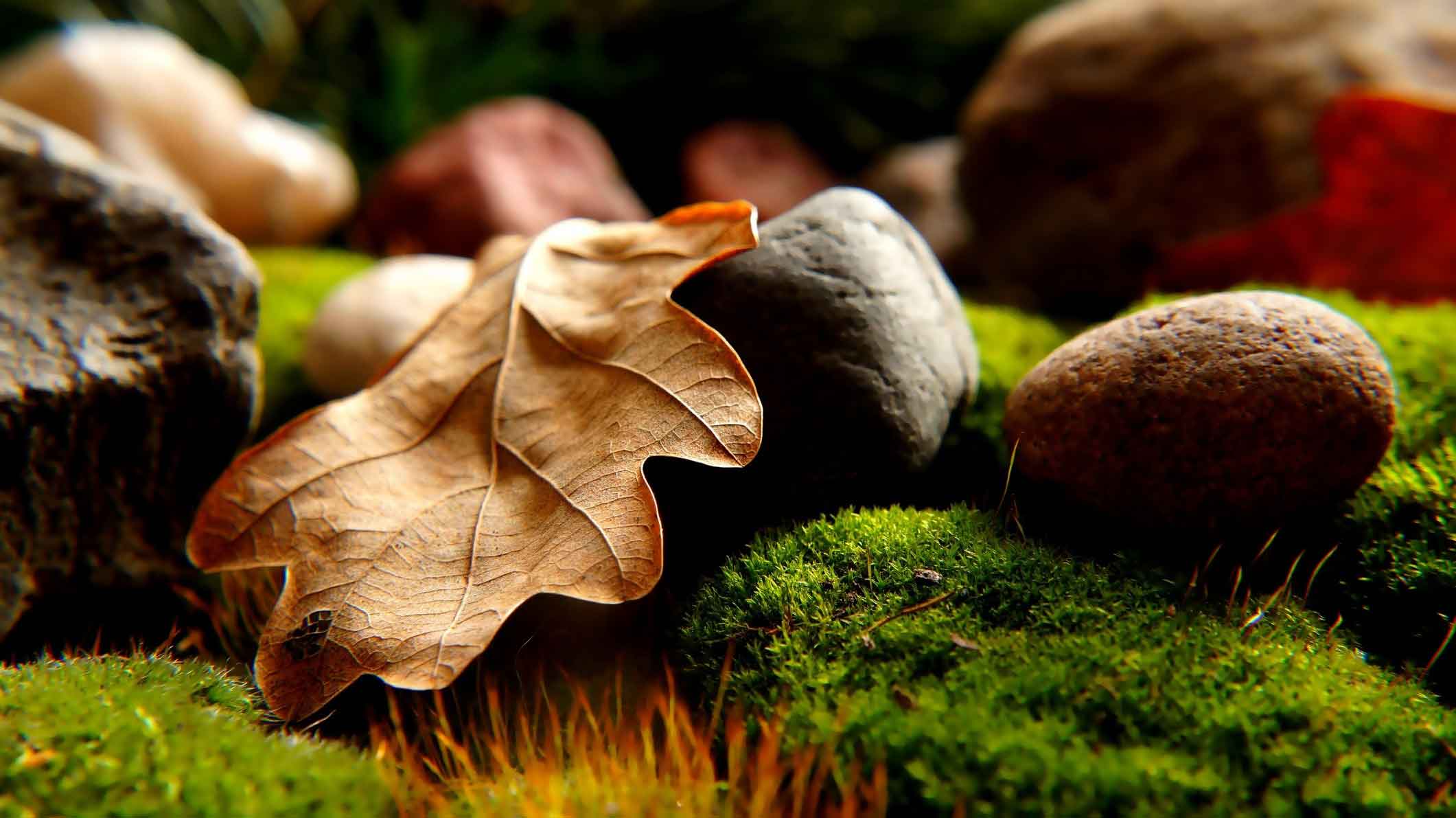 The 411 on Ponds in Fall