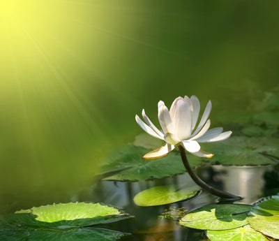 How to Care for Aquatic Plants