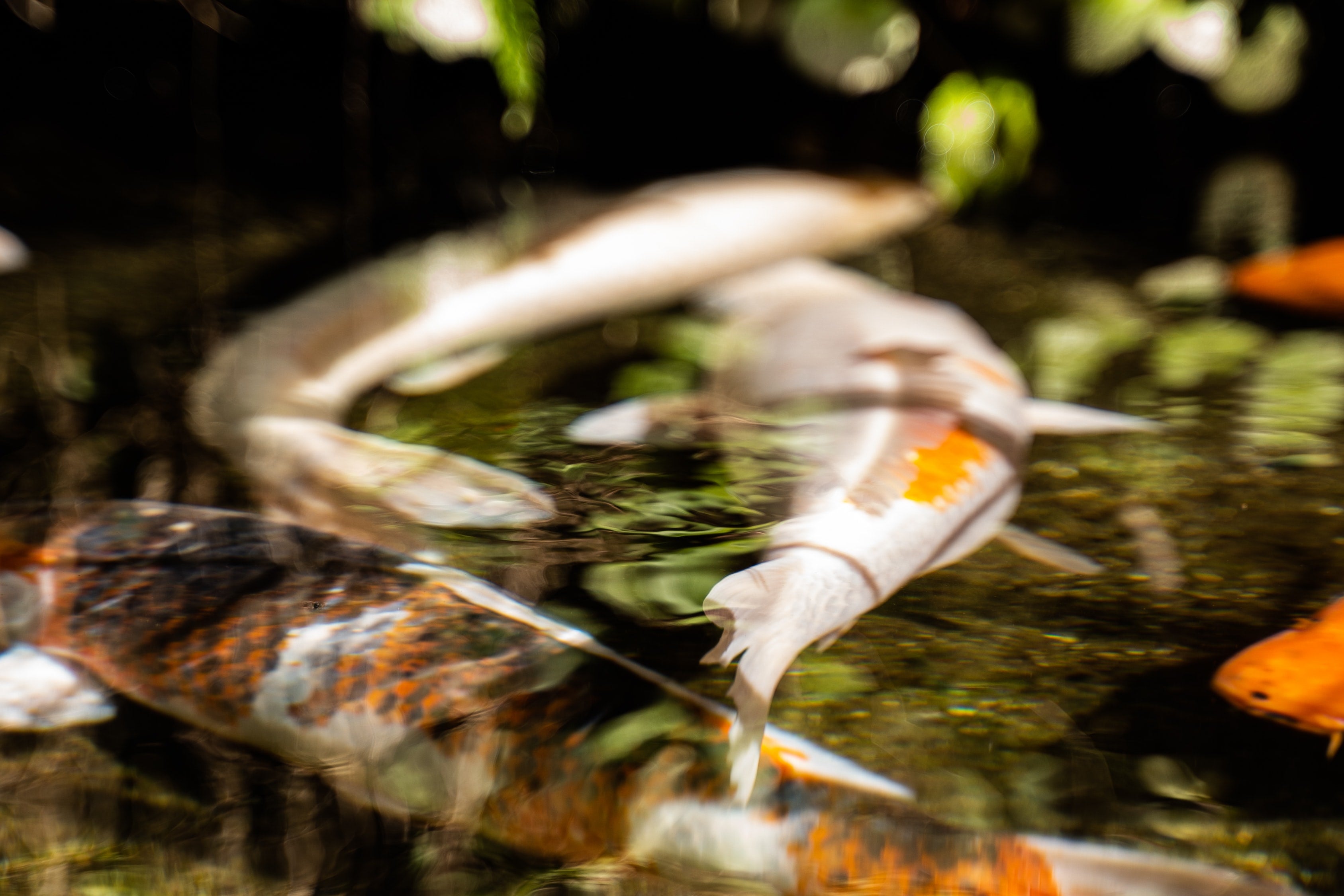 Pond Care Calendar