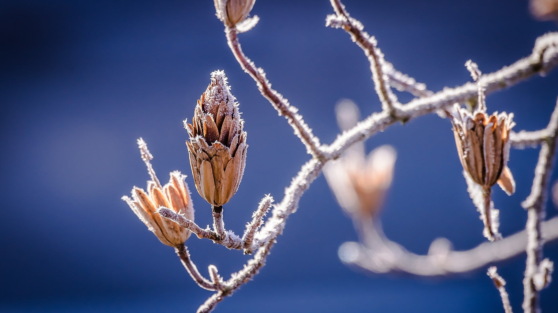 How to Close Your Pond for Winter