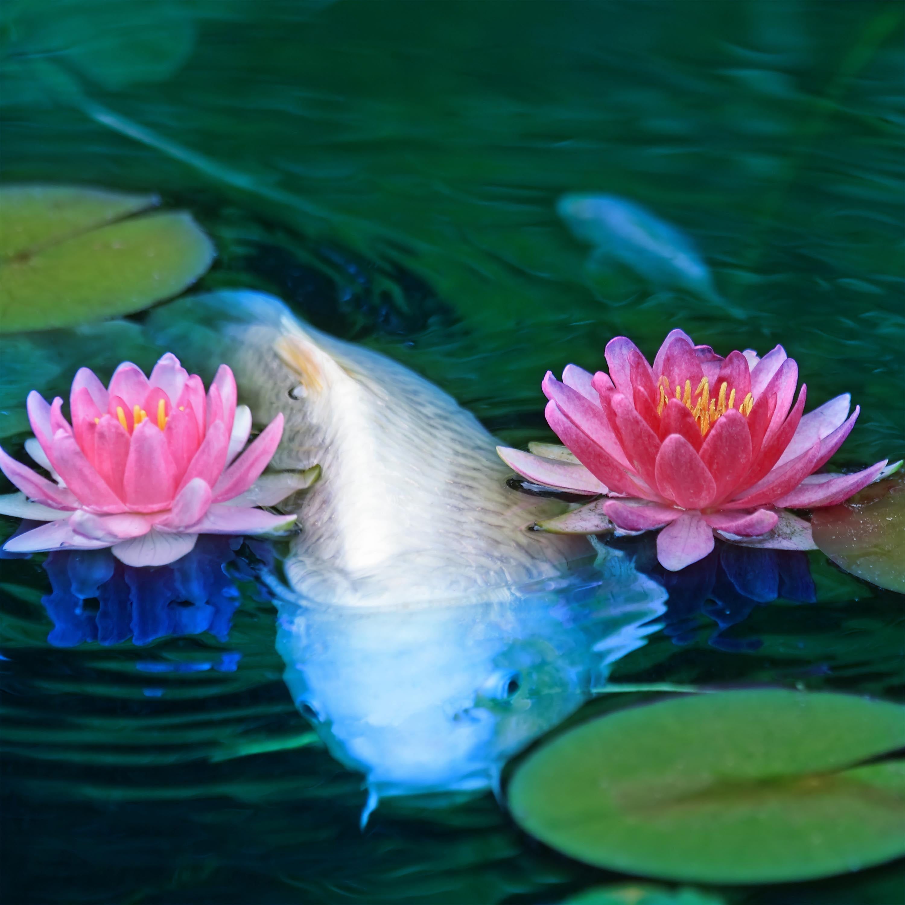Pond Blue In Use