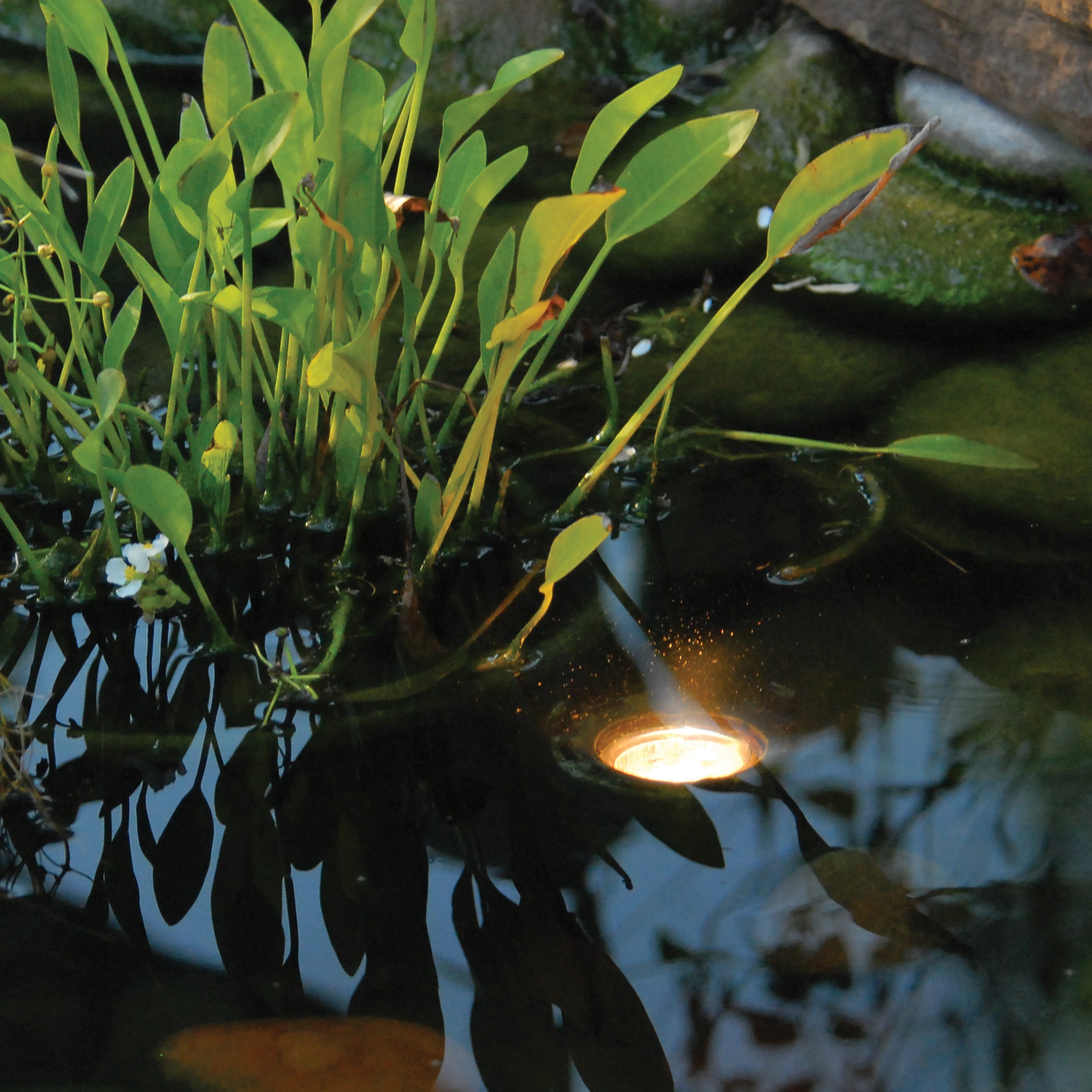 Pond and Landscape Light